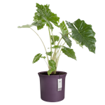 june tulip 47cm vintage prugna